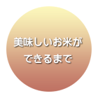 美味しいお米ができるまで