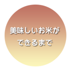 美味しいお米ができるまで