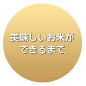 美味しいお米ができるまで