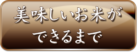 美味しいお米ができるまで